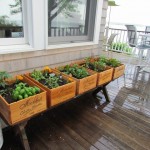 Rachel Schofield KENNEDY Real Estate Realtor Yard Maintenance Outdoor spaces (2)