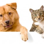 Dog and Cat above white banner