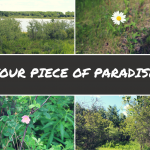 YOUR PIECE OF PARADISE